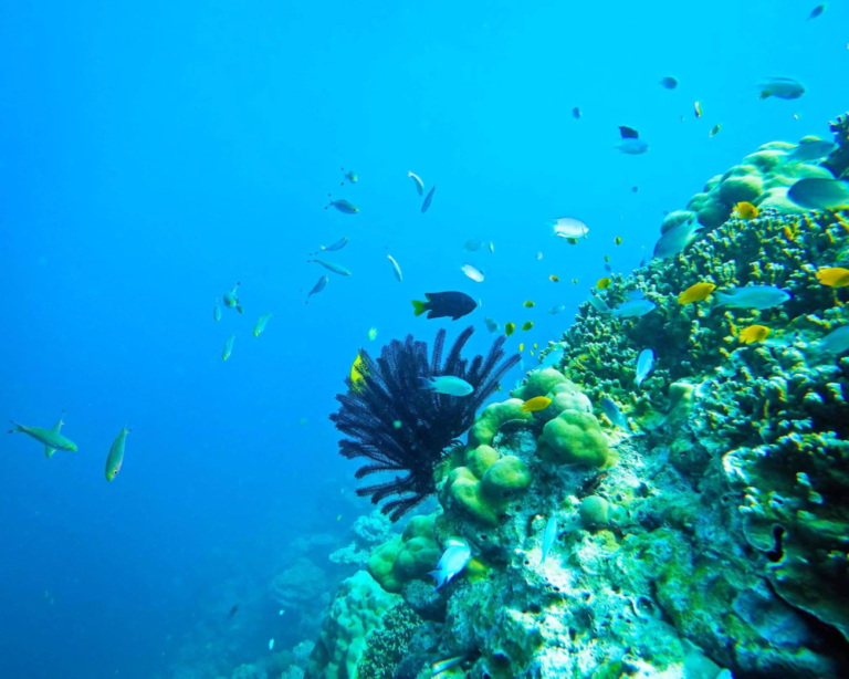 Sunset Paradise Tour - Similan Island Day Trip Gallery High Definition 1000x800_2