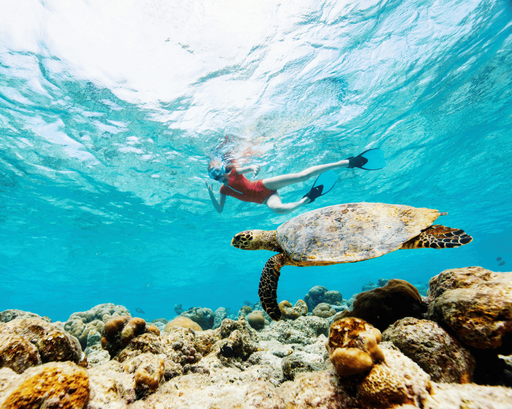 Sunset Paradise Tour - Activities - Snorkeling - High Resolution 1000x800