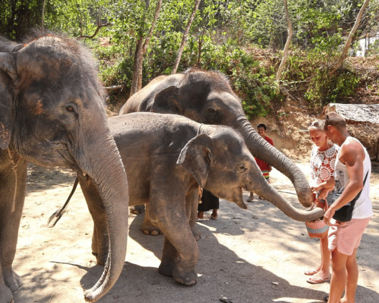 Sunset Paradise Tour Elephant Wildlife Sanctuary - 1000x800 high resolution 3