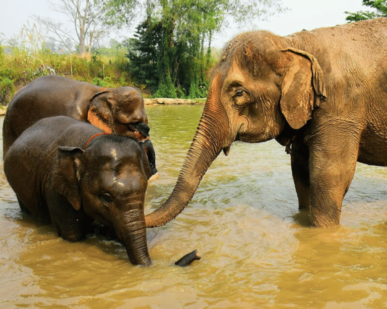 Sunset Paradise Tour Elephant Wildlife Sanctuary - 1000x800 high resolution